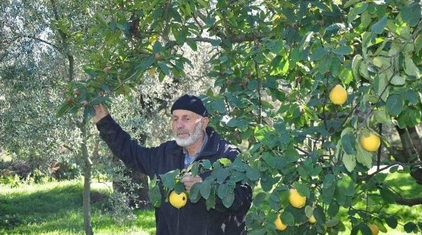 Bir Ağa&ccedil;ta İki Meyve