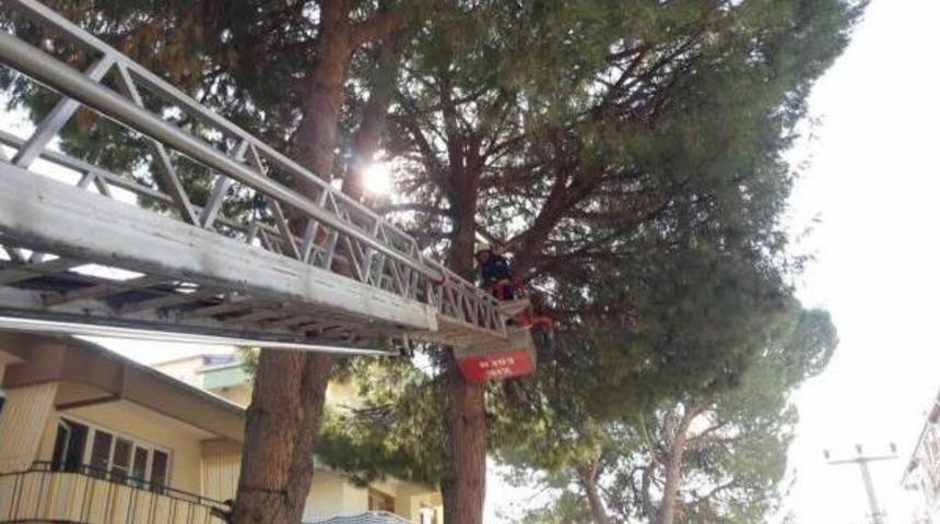 İtfaiye, Yavru Kuşun Imdadına Yetişti