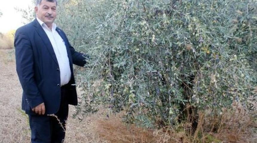 Gazipaşa'da 37 Bin Ton Zeytin Rekoltesi Bekleniyor