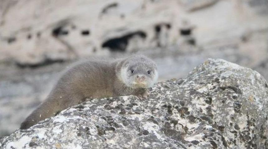 &Ccedil;emişgezek&rsquo;te Yavru Su Samuru G&ouml;r&uuml;nt&uuml;lendi