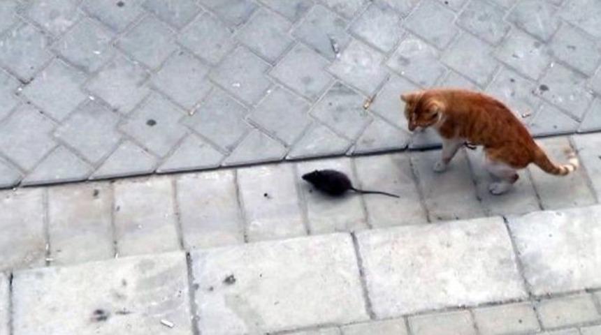 Kediye Kafa Tutan Fare