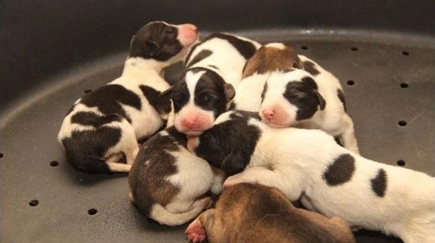 Kanaldan Kurtarılan Anne K&ouml;pek Ve Yavruları Emin Ellerde