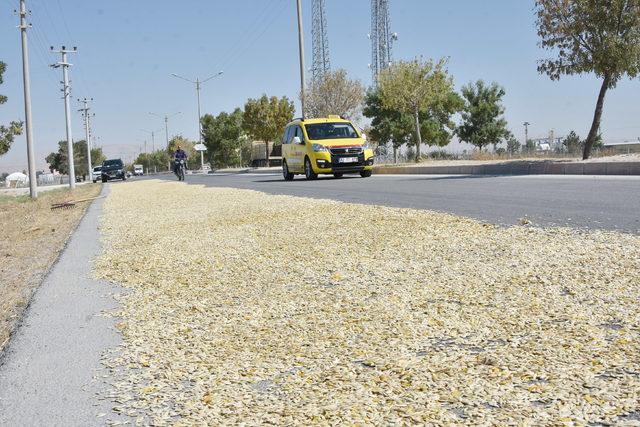 Yolun bir şeridini trafiğe kapatıp, kabak çekirdeği kurutuyorlar