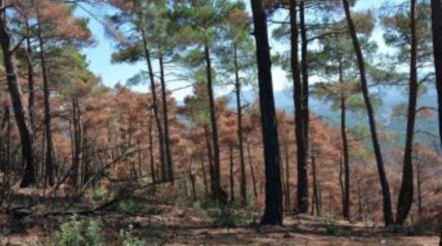 Orman Yangınının İzleri Silinecek