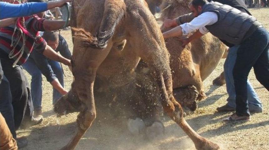 Aydın&rsquo;da Develer Sahaya İndi