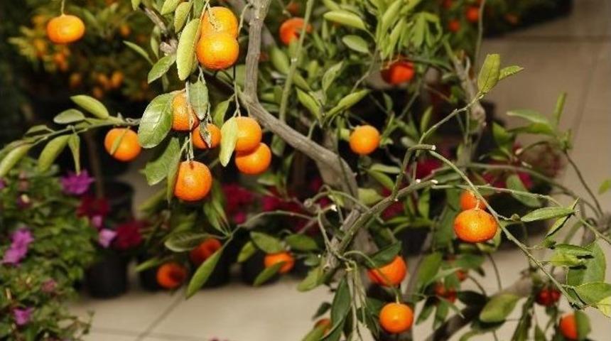 S&uuml;s Bitkileri 2015 Yılında Sadece 46 Bin Dekar Alanda 3 Milyar Tl &Uuml;retim Oldu