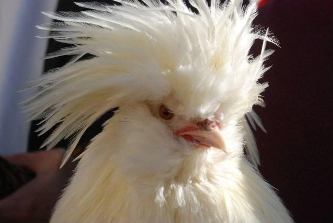 Sultan Tavuğu Fiyatı Ve G&ouml;r&uuml;nt&uuml;s&uuml; İle Dikkat &Ccedil;ekiyor