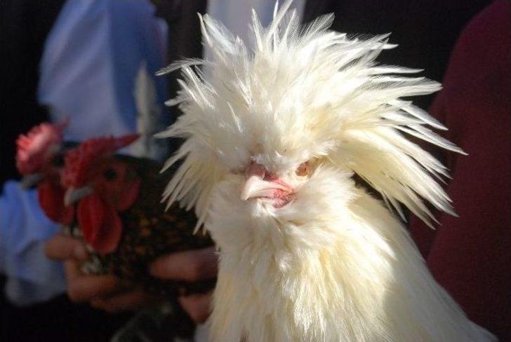 Sultan Tavugu Fiyati Ve Goruntusu Ile Dikkat Cekiyor Tokat Haberleri Sultan Tavugu Fiyati Ve Goruntusu Ile Dikkat Cekiyor Tokat Haberleri