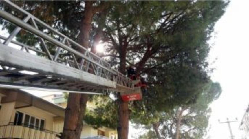 Yuvası İle Birlikte Yere D&uuml;şen Yavru Kuşun İmdadına İtfaiye Yetişti