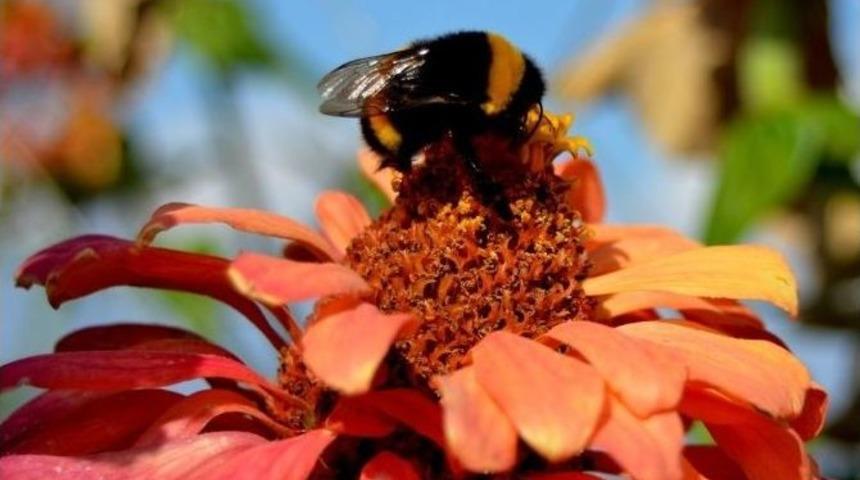 Arılar Yazdan Kalma Günleri Fırsat Bildi