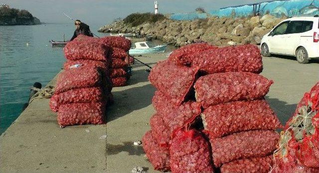 Karadeniz’den Asya Ülkelerine ’deniz Salganyozu’ İhraç Ediyorlar