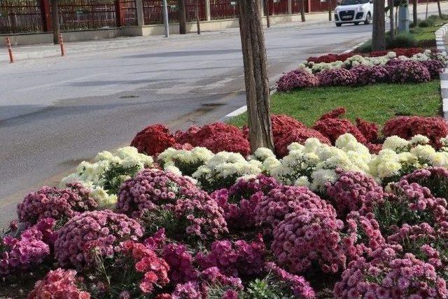 Manisa’da Renk Cümbüşü