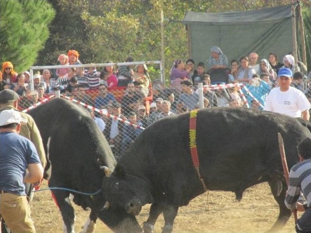 Boğalar Eğitim Yararına G&uuml;reşti