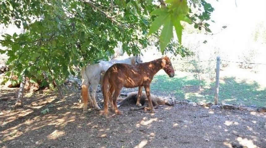 Anne At Yararlanan Yavrusunun Başında Bekledi
