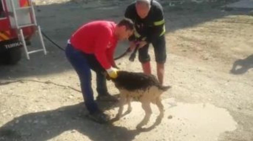 İnşaat Temeline D&uuml;şen Ke&ccedil;iyi Kurtarmak İ&ccedil;in Seferber Oldular