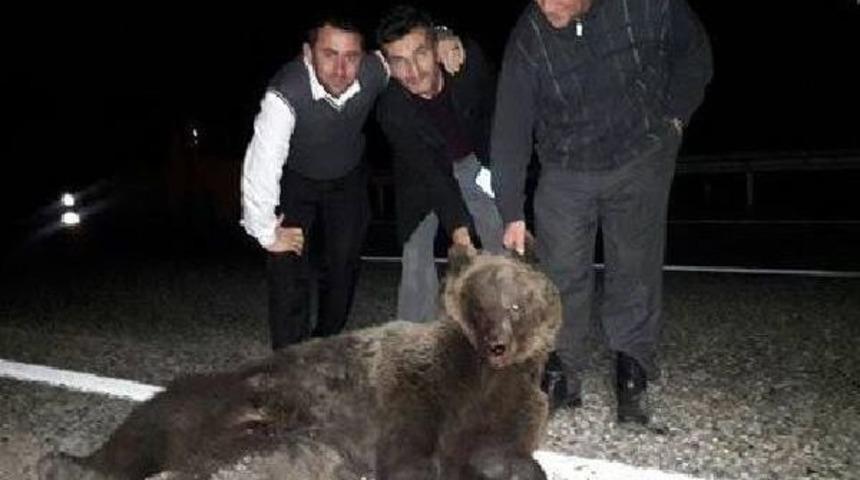 Otomobil &Ccedil;arpan Ayı Telef Oldu, S&uuml;r&uuml;c&uuml;ler Fotoğraf &Ccedil;ektirdi