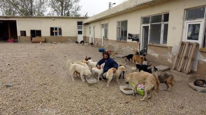Barınaktaki Sokak Hayvanlarına Tabanca Ile Ateş A&ccedil;tı