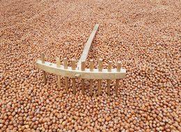 Fındık üreticisinden, ücretsiz lisanslı depo talebi