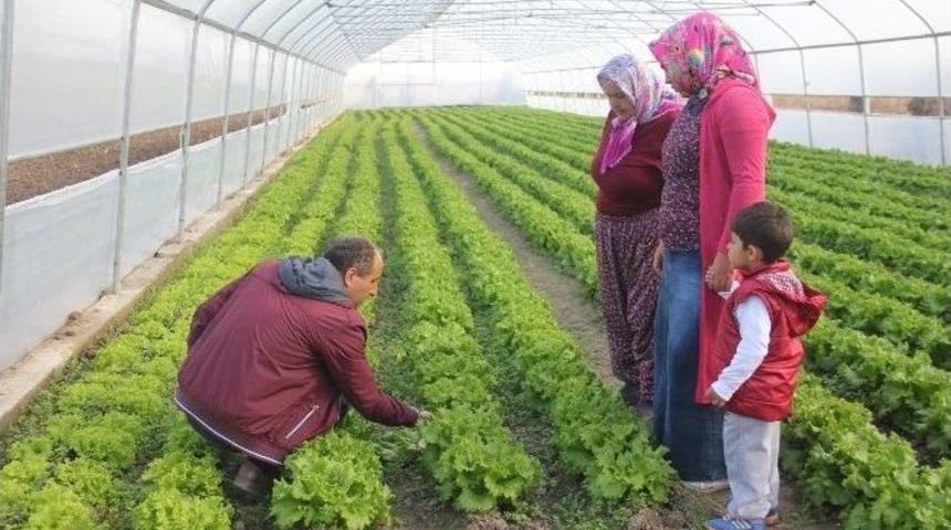 Sera Kuran Gen&ccedil; &Ccedil;ift&ccedil;iler Kışlık Sebze &Uuml;retimine Başladı