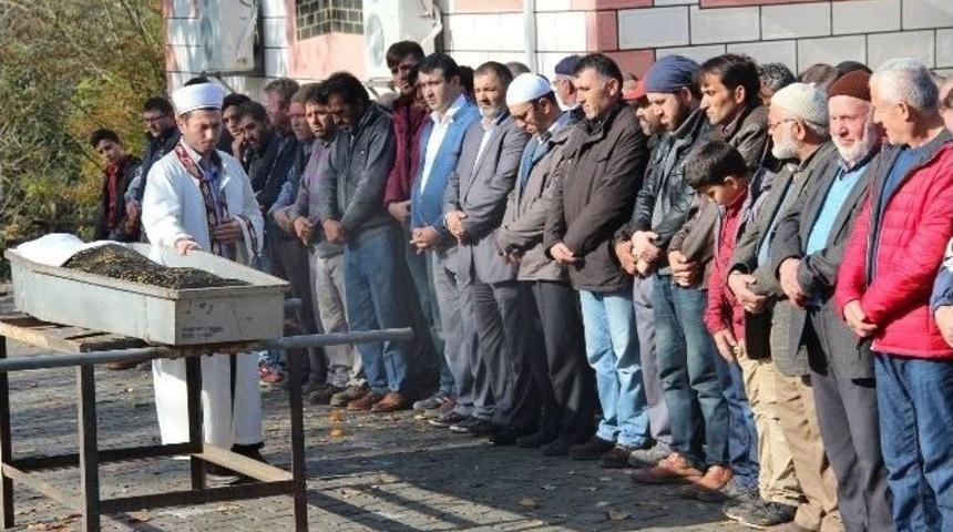 Asırlık &Ccedil;ınar 106 Yaşında &Ouml;ld&uuml;