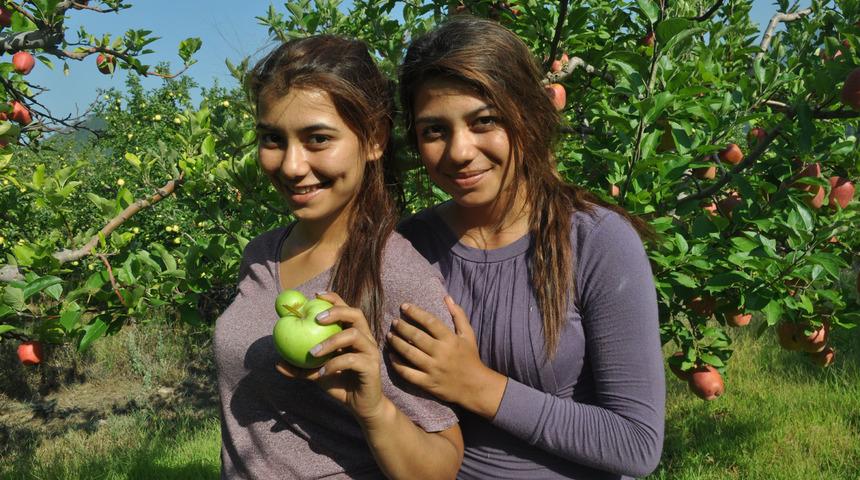 Yarım asırlık, hasatta &lsquo;&ccedil;atal elma&rsquo; bulanı &ouml;d&uuml;llendirme geleneği