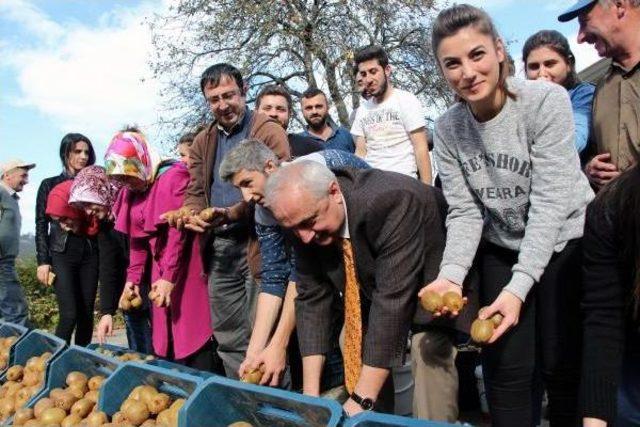 Om&uuml; Ziraat Fak&uuml;ltesi &Ouml;ğrencileri Kivi Hasadı Yaptı 2