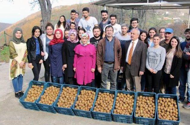 Om&uuml; Ziraat Fak&uuml;ltesi &Ouml;ğrencileri Kivi Hasadı Yaptı 3