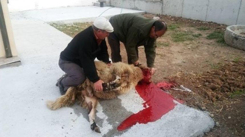 Zeytin &Uuml;reticisi Kurban Keserek Hasada Başladı