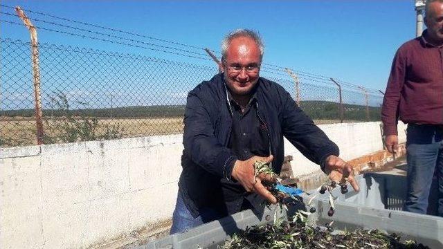 Zeytin Üreticisi Kurban Keserek Hasada Başladı