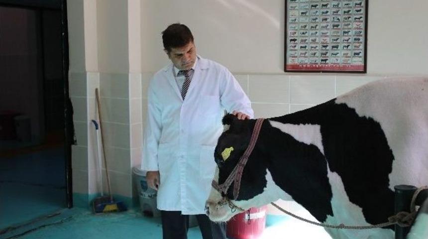 (&ouml;zel Haber) Marmara&rsquo;da Kuduz Vak&rsquo;aları Arttı