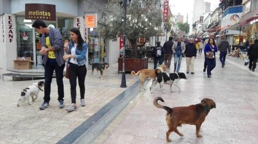Aydın&rsquo;da Sokak K&ouml;pekleri Korkutmaya Başladı