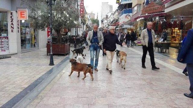 Aydın’da Sokak Köpekleri Korkutmaya Başladı