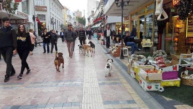 Aydın’da Sokak Köpekleri Korkutmaya Başladı