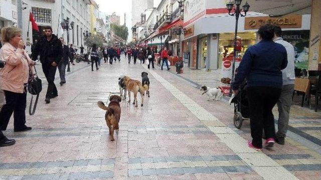 Aydın’da Sokak Köpekleri Korkutmaya Başladı