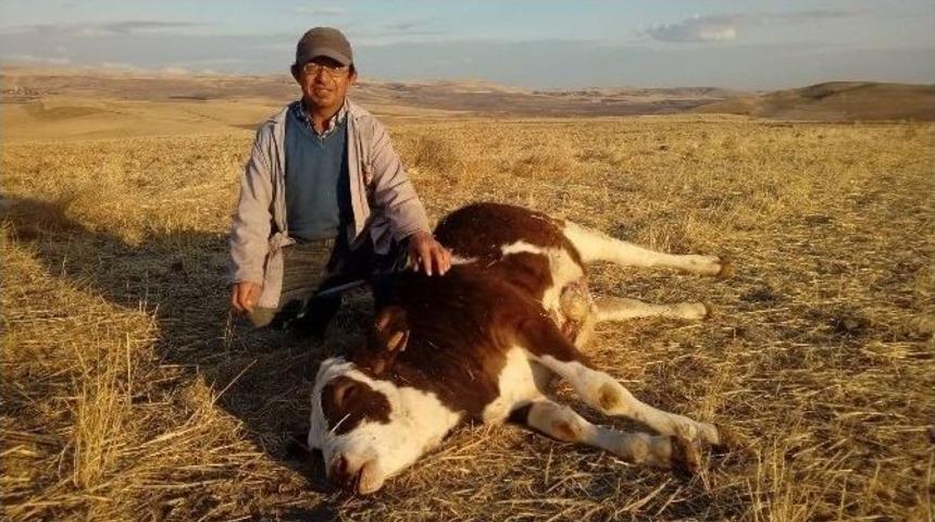 Yozgat&rsquo;ta 2 B&uuml;y&uuml;kbaş Hayvan Şap Hastalığından Telef Oldu