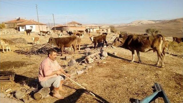 Yozgat’ta 2 Büyükbaş Hayvan Şap Hastalığından Telef Oldu