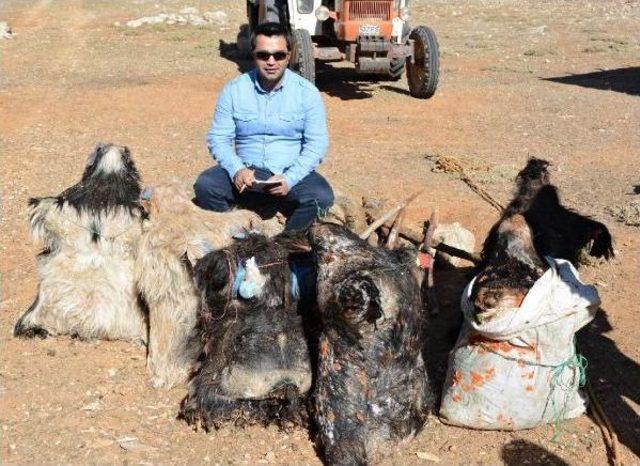 Söğle Peyniri 2 Ay Kar Dolu Kuyuda Bekletilerek Yapılıyor