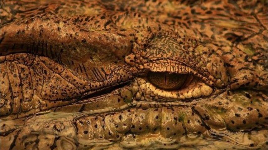 Bu Kareler Afrika&rsquo;dan Değil, İzmir&rsquo;den &Ccedil;ekildi