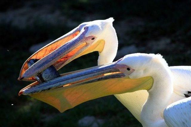 Bu Kareler Afrika’dan Değil, İzmir’den Çekildi