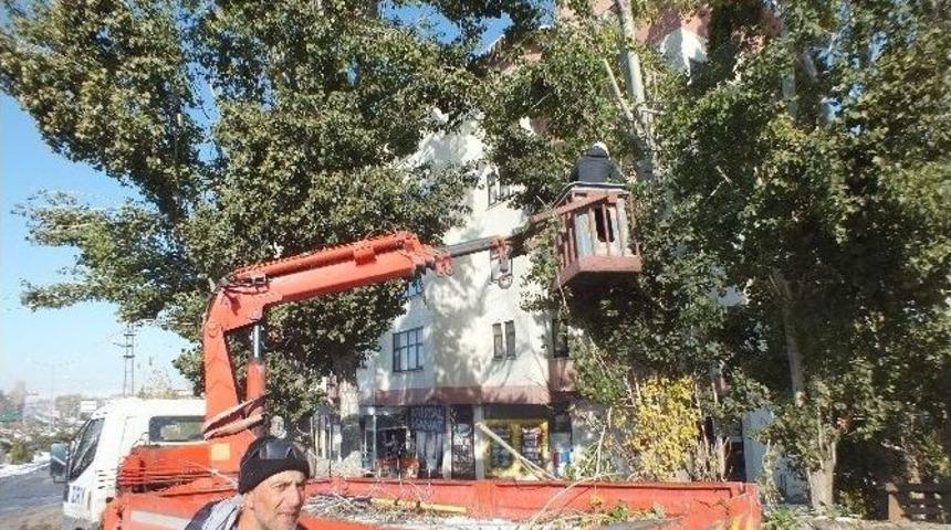 Kavak Ağa&ccedil;ları İl&ccedil;eyi Elektriksiz Bıraktı