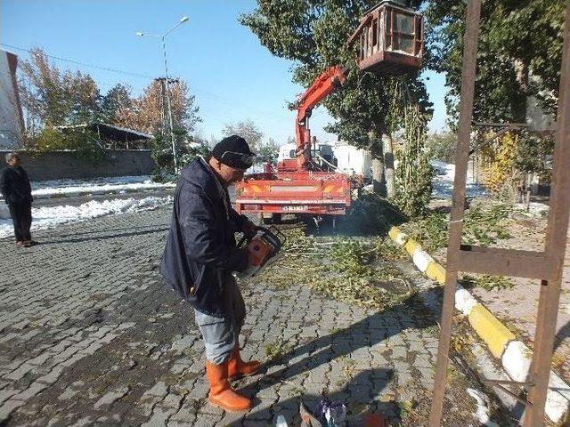 Kavak Ağaçları İlçeyi Elektriksiz Bıraktı