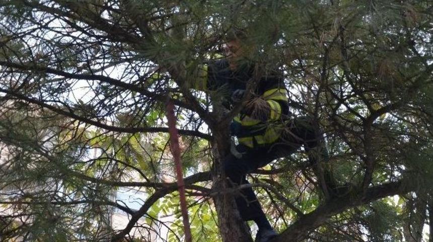 İtfaiyeden Kedi Operasyonu