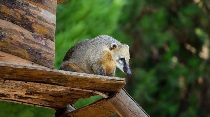 Doğal Yaşam'dan Doyumsuz Kareler