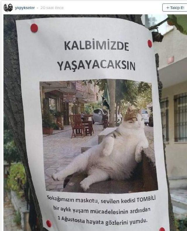 Verdiği Pozla Fenomen Olan Tombili'nin Heykeli Çalındı