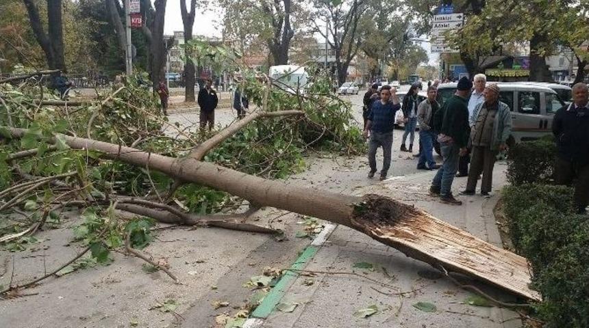 Bursa&rsquo;da Fırtına Ağa&ccedil;ları Devirdi