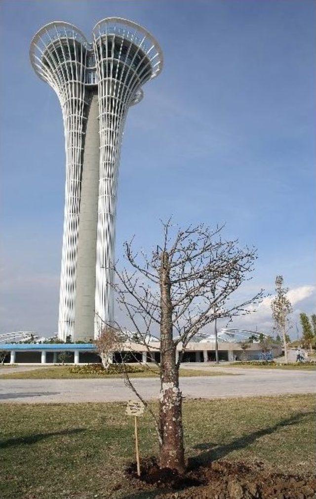 Zimbabve, Afkira’nın Sembolü ‘baobab Ağacı’nı Expo 2016’ya Hediye Etti