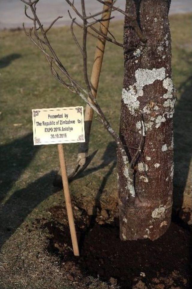 Zimbabve, Afkira’nın Sembolü ‘baobab Ağacı’nı Expo 2016’ya Hediye Etti