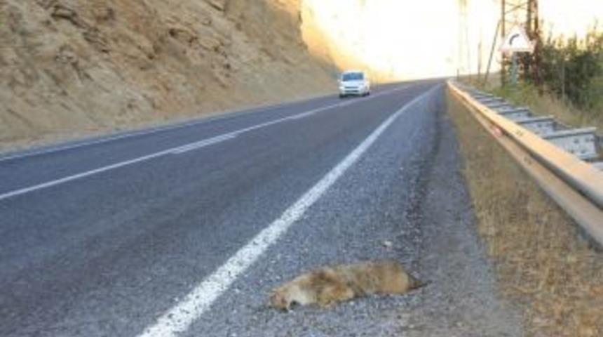 Aracın Çarptığı Tilki Telef Oldu