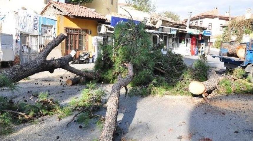 Milas Belediye Başkanı Tokat, Kesilen Ağa&ccedil;larla İlgili A&ccedil;ıklama Yaptı