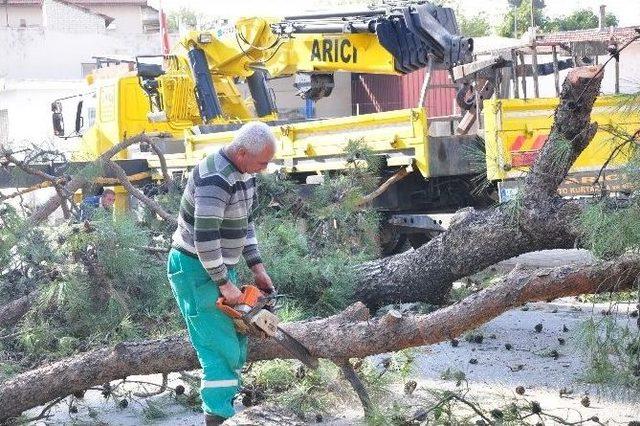 Milas Belediye Başkanı Tokat, Kesilen Ağaçlarla İlgili Açıklama Yaptı